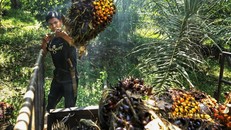Indonesia ngừng xuất khẩu dầu cọ