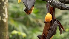 Hiểm họa từ những loại virus mới đối với con người