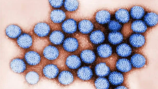 Virus tồn tại trong nước ngọt bằng cách bám vào hạt nhựa