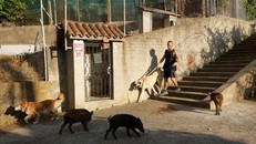 Lợn rừng 'xâm lăng' các đô thị Tây Ban Nha