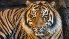 Quần thể động vật hoang dã trên thế giới giảm gần 70%