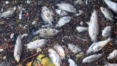 Lý giải nguyên nhân cá chết nổi tại hồ Tây