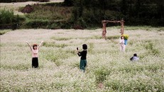 Hà Giang mùa hoa tam giác mạch