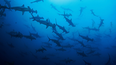 Phát hiện 'nghĩa trang' cá mập ở Ấn Độ dương