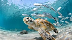 Gần 10% sinh vật biển bị đe dọa tuyệt chủng 