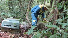 Thả 14 loài động vật quý hiếm về rừng tự nhiên