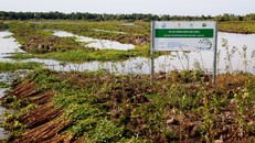 Dự án sẽ được thực hiện trong thời gian hai năm (12/2022 – 12/2024), tổng lượng cây tràm được trồng là khoảng 340.000 cây. 