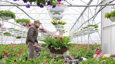 Làng hoa Ninh Bình 'thấp thỏm' chờ Tết