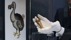 Tham vọng hồi sinh loài chim dodo