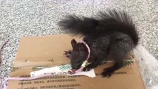 Sử dụng sóc đánh hơi ma túy