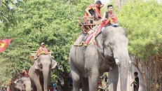 Dừng hoạt động kinh doanh dịch vụ cưỡi voi tại Buôn Đôn