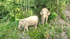 Voi rừng chết chưa rõ nguyên nhân tại Nghệ An