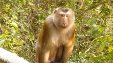 Người dân giao nộp khỉ quý hiếm tại Kon Tum