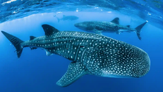 Loài cá lớn nhất hành tinh có thể nhìn rõ trong bóng tối