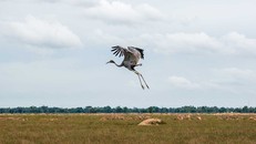 Thái Lan và Việt Nam hợp tác bảo vệ sếu đầu đỏ