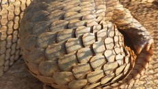 Tái thả thành công 15 cá thể tê tê Java về lại tự nhiên