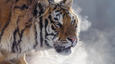 Mùa đông khắc nghiệt khiến hổ dễ chạm trán với người