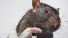 Khi chuột nghiện chụp ảnh "tự sướng"