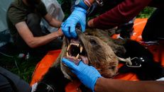 Nỗ lực bảo tồn loài gấu nâu Tây Ban Nha