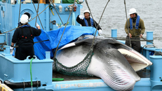 Nhật Bản cho phép đánh bắt cá voi vây vì mục đích thương mại