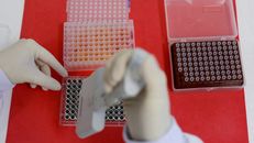 Các nhà khoa học cảnh giác với đại dịch cúm gia cầm 