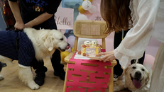 Xu hướng làm đám cưới cho vật nuôi