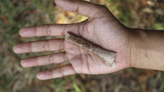 Phát hiện hóa thạch của người lùn cao chưa tới 1 m