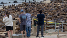 Sư tử biển "xâm chiếm" bãi biển California