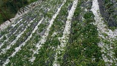 Tây Bắc: Mưa đá bất thường, hoa màu thiệt hại nặng