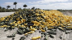 Nông sản đổ đống, thối rữa khắp thế giới vì Covid-19