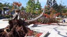 Vòng đời của cây