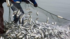 EU và Mauritania hoàn tất đàm phán thỏa thuận hợp tác mới