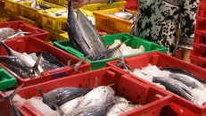 Histamin có nhiều trong cá biển kém tươi.