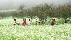 "Sắc thắm Pha Đin".