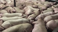 Heo bị tiêm thuốc nằm la liệt