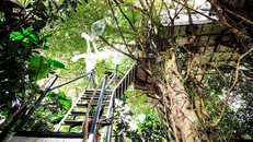 Những ngôi nhà trên cây ở Việt Nam