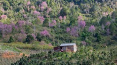 Hoa mai anh đào xuất hiện khắp Đà Lạt