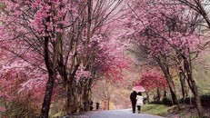 Ba điểm đến thưởng ngoạn sắc hoa anh đào ở châu Á