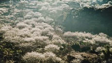 Thung lũng hoa mận trắng ngần. Ảnh: Tuyết Mai