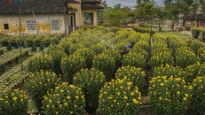 Vườn cúc xứ Huế ấm áp sắc vàng rực rỡ