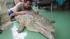  Cá sấu thích được xoa cằm, ăn cá tươi, được chủ đánh răng mỗi ngày