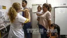 Bùng phát dịch sốt vàng da tại Brazil, 61 người tử vong