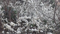 Ngắm hoa mận Sơn La nở trắng đồi