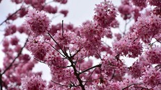  Rừng đào Đài Loan đẹp ngất ngây như lạc vào truyện tranh