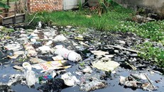 TP.HCM: 1.700 hộ nuôi cá và trồng lúa bị bủa vây bởi ô nhiễm