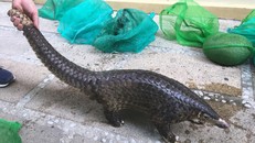 Một trong 5 cá thể tê tê Java quý hiếm phát hiện trên xe. (Ảnh: Công an Quảng Nam) ​