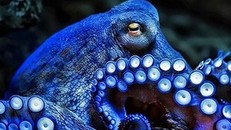 Vì sao máu bạch tuộc có màu xanh?