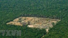 Ảnh tư liệu: Khoảng rừng Amazon bị chặt phá, ngày 22/9/2017. (Nguồn: AFP/TTXVN)