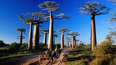 Cây bao báp được xem như biểu tượng ngàn năm của châu Phi