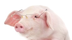 9 điều đáng ngạc nhiên cho thấy chúng ta hiểu sai về loài lợn như thể nào